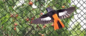 High-Quality Bird Protection Net Services